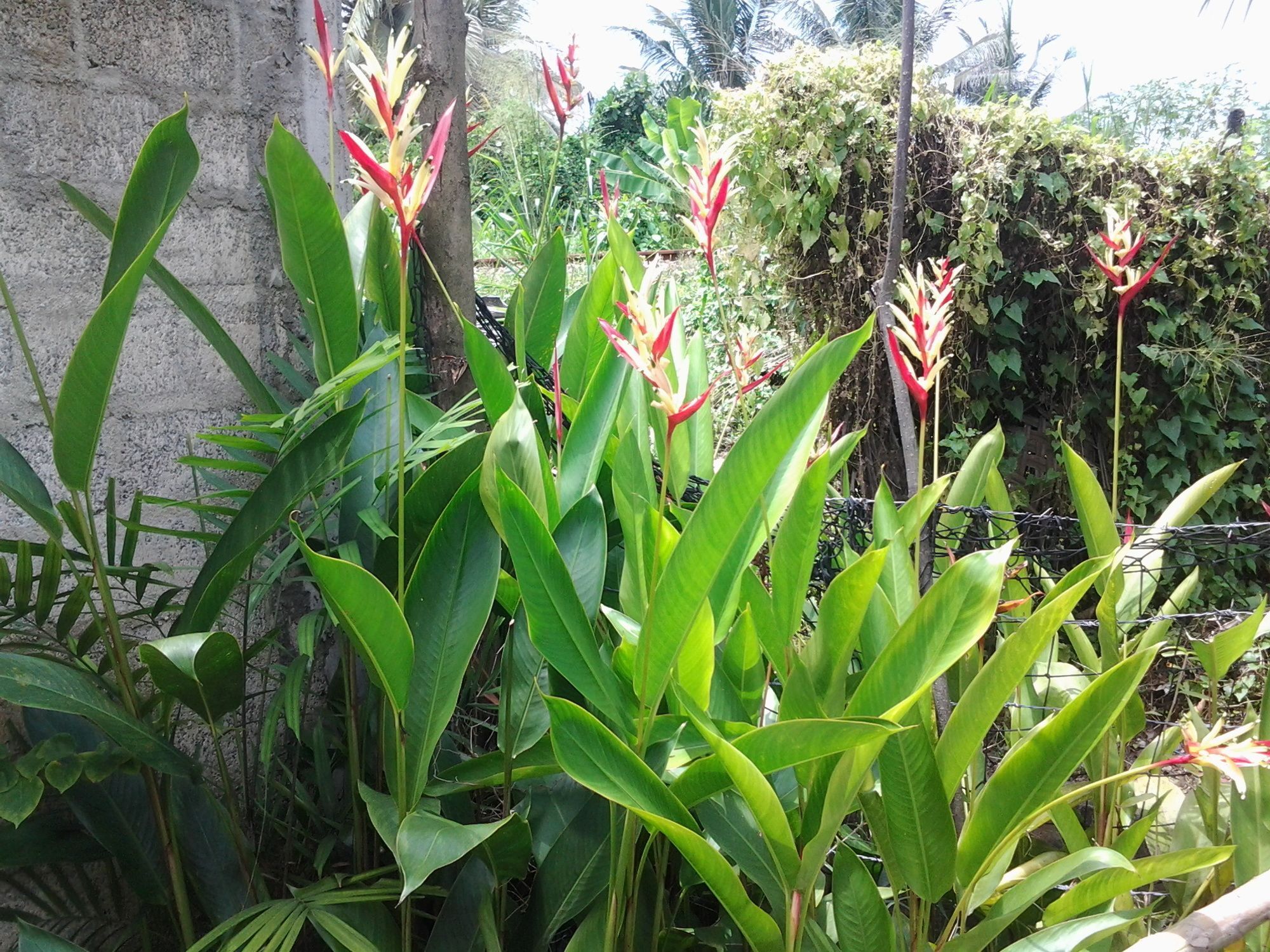 היקדואה Orchid Villa #10 מראה חיצוני תמונה